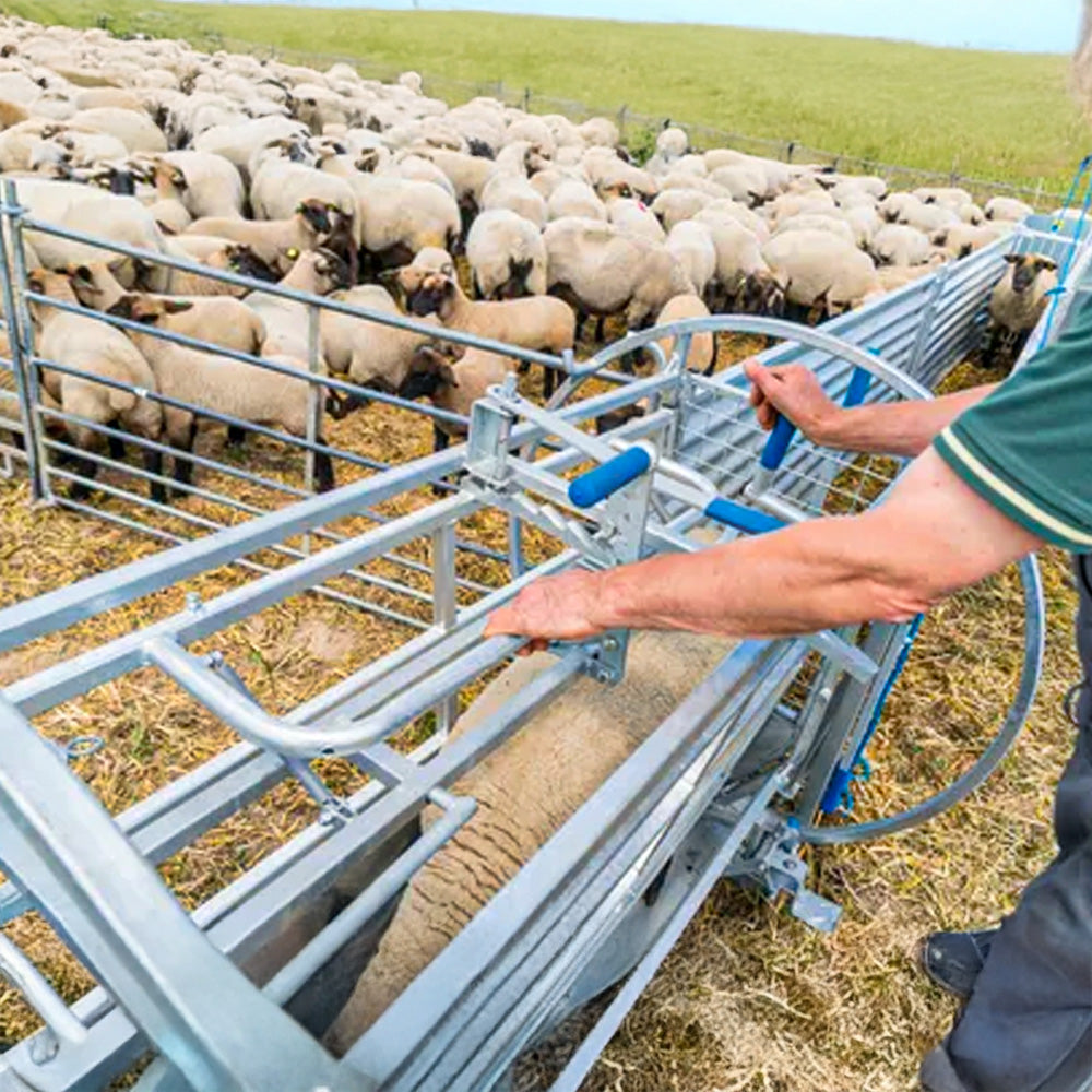 Cassa Girevole per Pecore con Telaio Mobile