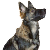 Museruola in nylon nero con chiusura a strappo e rete regolabile