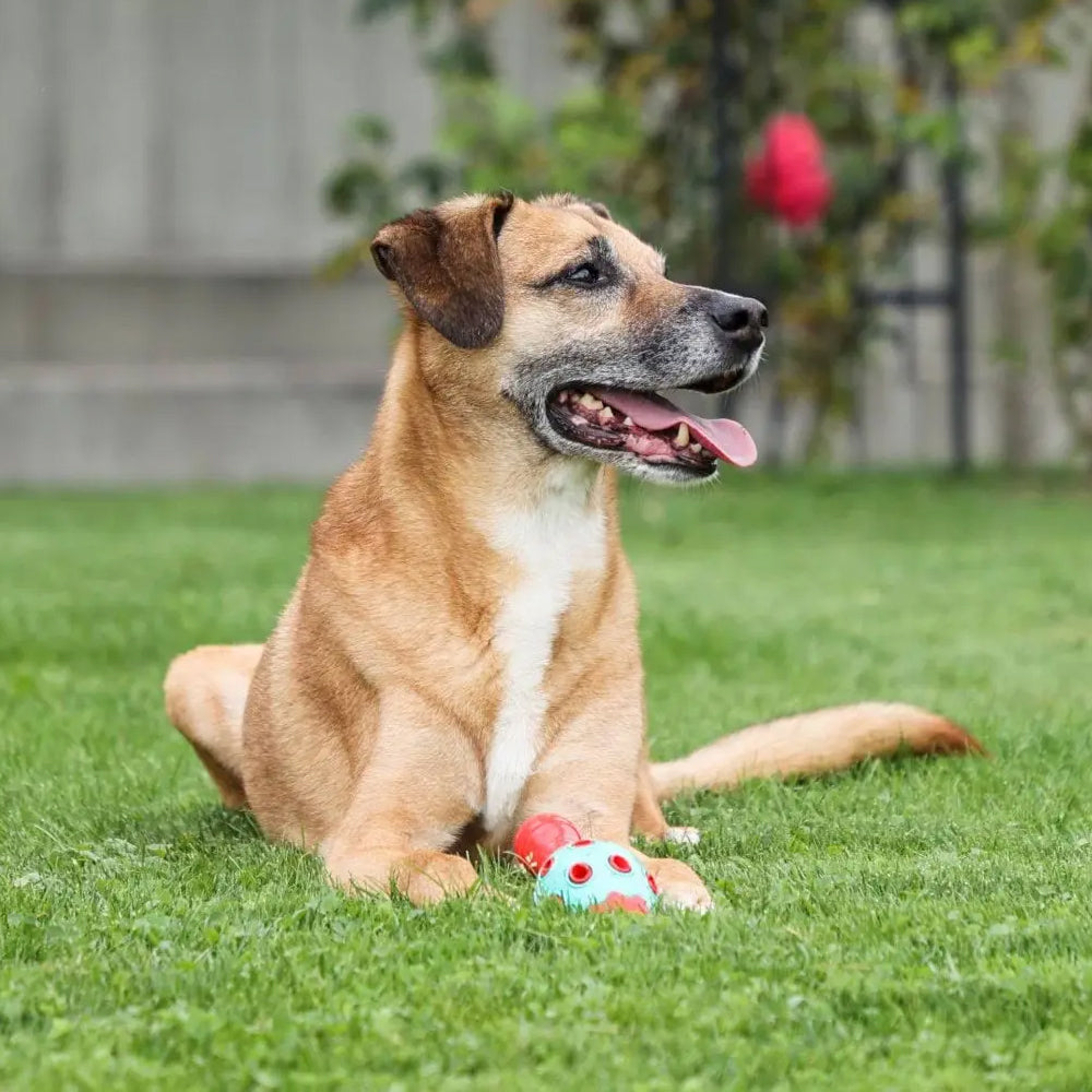 Coni ToyFastic Giocattolo per cani, 15 x 6,5cm