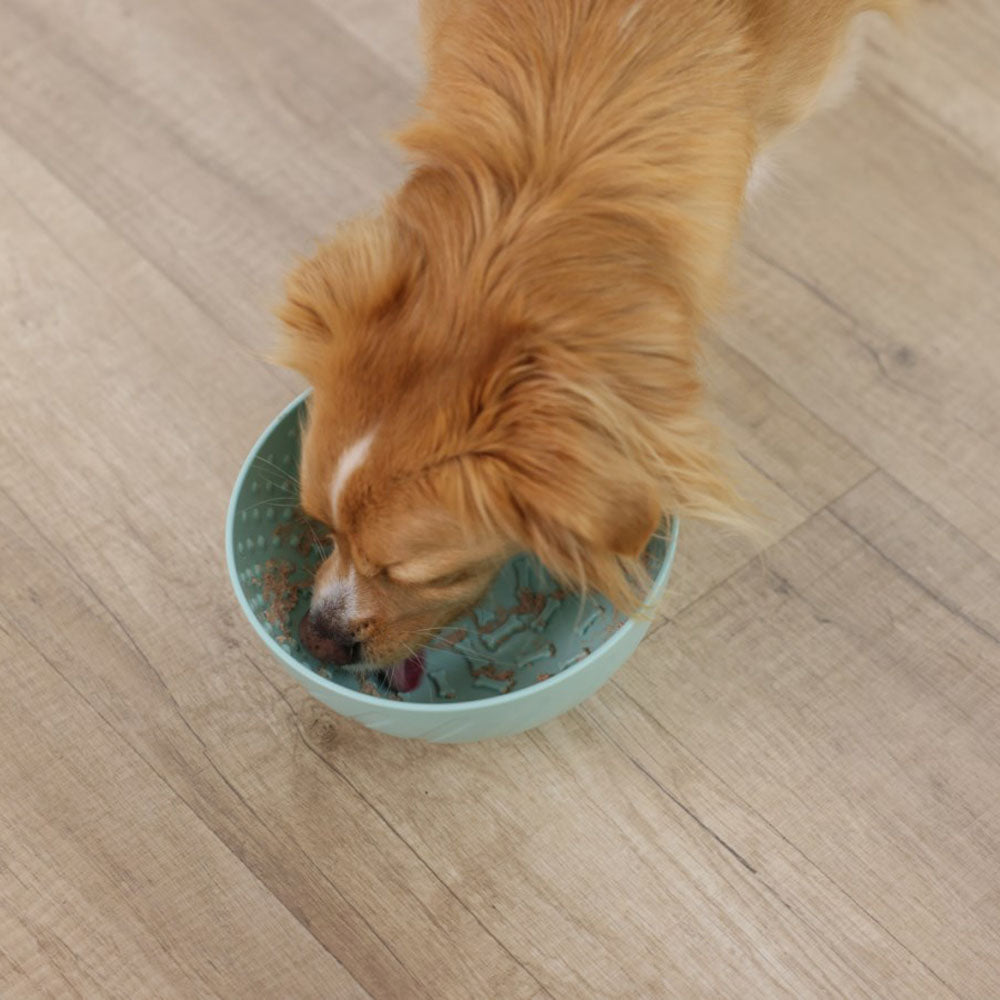 Ciotola da leccare per cani e gatti Ø 20,5cm turchese