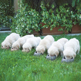 Ciotola in plastica antiscivolo colori assortiti