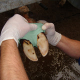 Fasciatura Vet Flex - Fascia Elasticizzata per Supporto e Protezione Veterinaria - Agritura