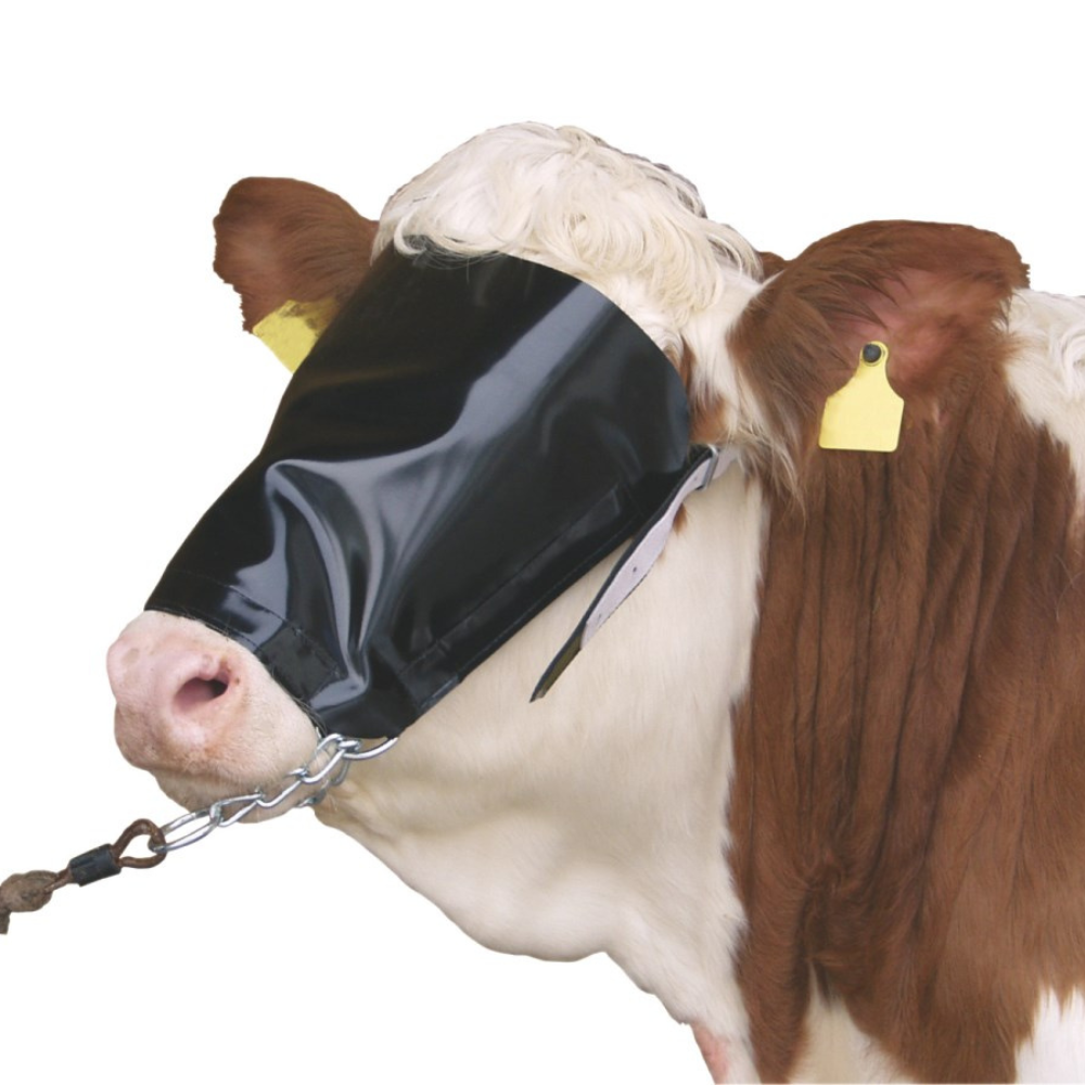 Maschera paraocchi per bovini con cavezza e catena