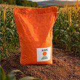 Burano KWS Corn Seeds | High Yield Silage Maize