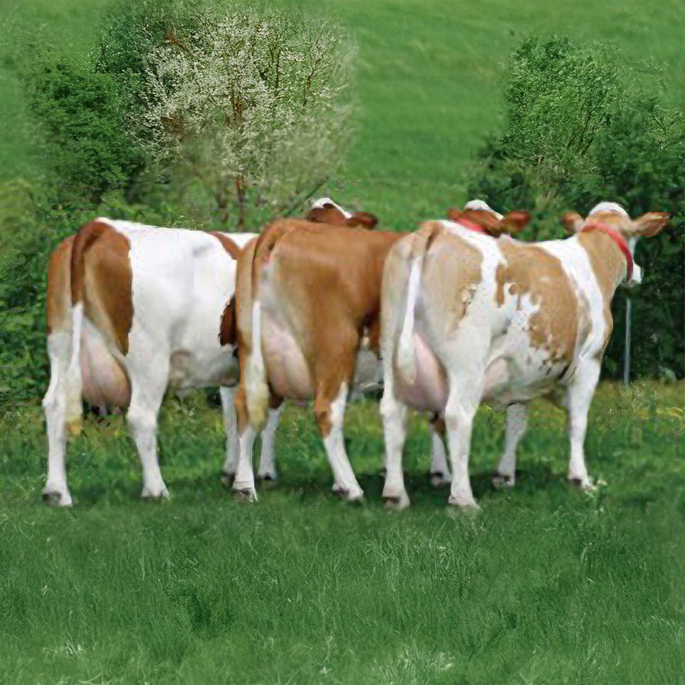 Unifeed con Trebbie di Birra – L’Alternativa Proteica