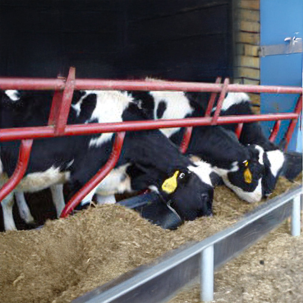 TMR per Vitelli – Alta Digeribilità & Equilibrio Nutrizionale