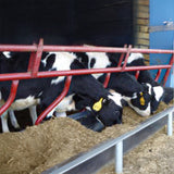 TMR per Vitelli – Alta Digeribilità & Equilibrio Nutrizionale