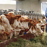 Unifeed per Vacche Asciutte – Mangime Bilanciato per la Fase di Asciutta