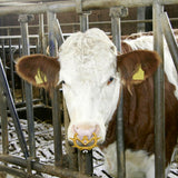 Antisucchio regolabileMüller grande beige