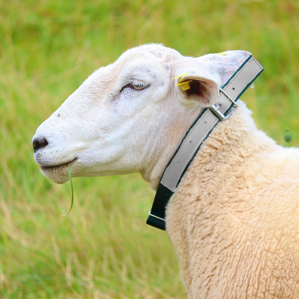 Collare in nylon per pecore
