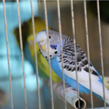 Gabbia per pappagalli DIVA