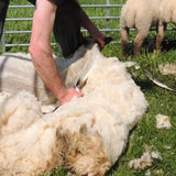 Ersatzscherkopf für Schafe