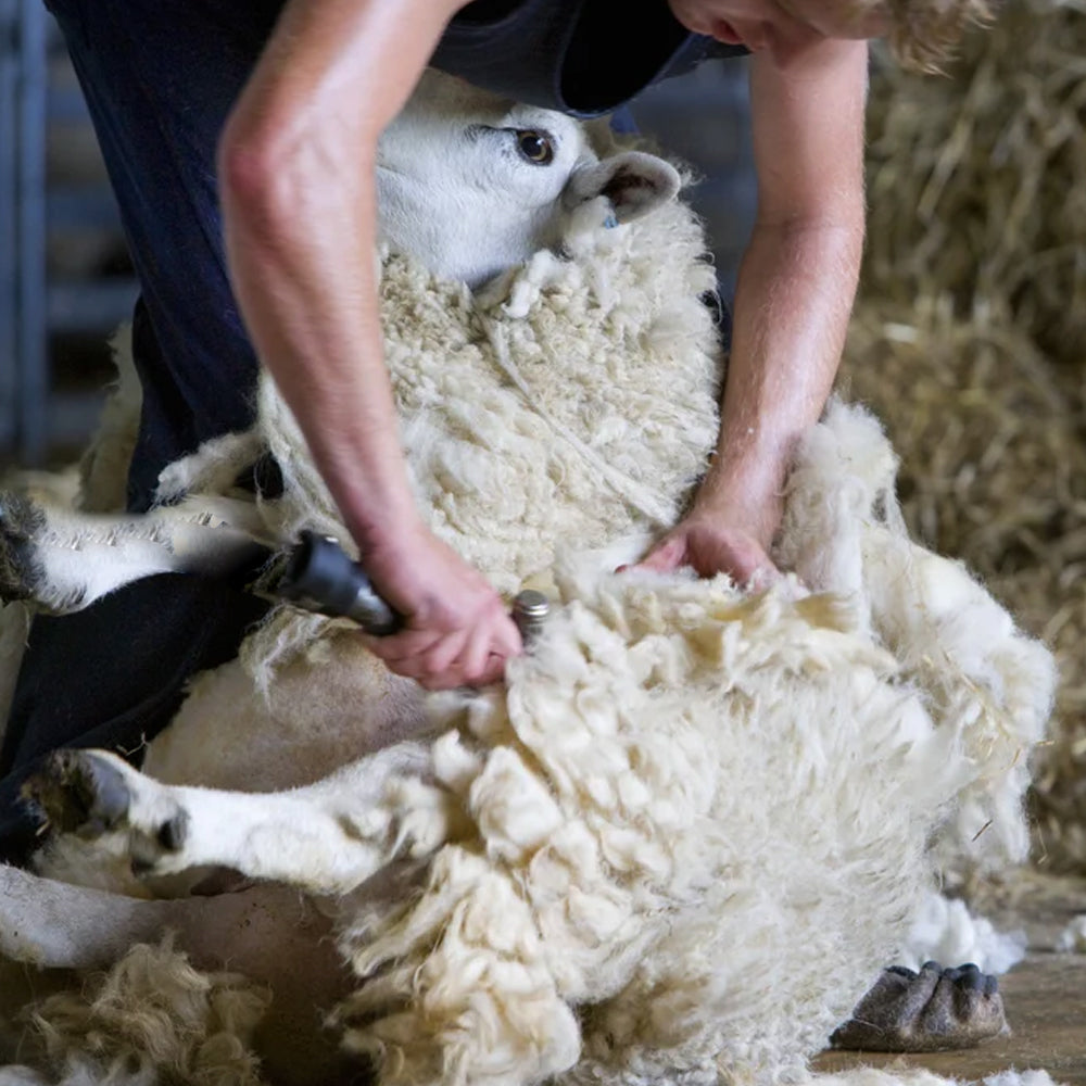 Ersatzscherkopf für Schafe