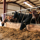 Diagonale alimentazione anteriore per giovani bovini