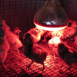 Infrarotlampe mit Hartglas für Schweine und Hühner