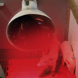 Infrarotlampe mit Hartglas für Schweine und Hühner
