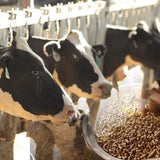 Mangimi Beikircher – mangime per vacche da latte 13/34