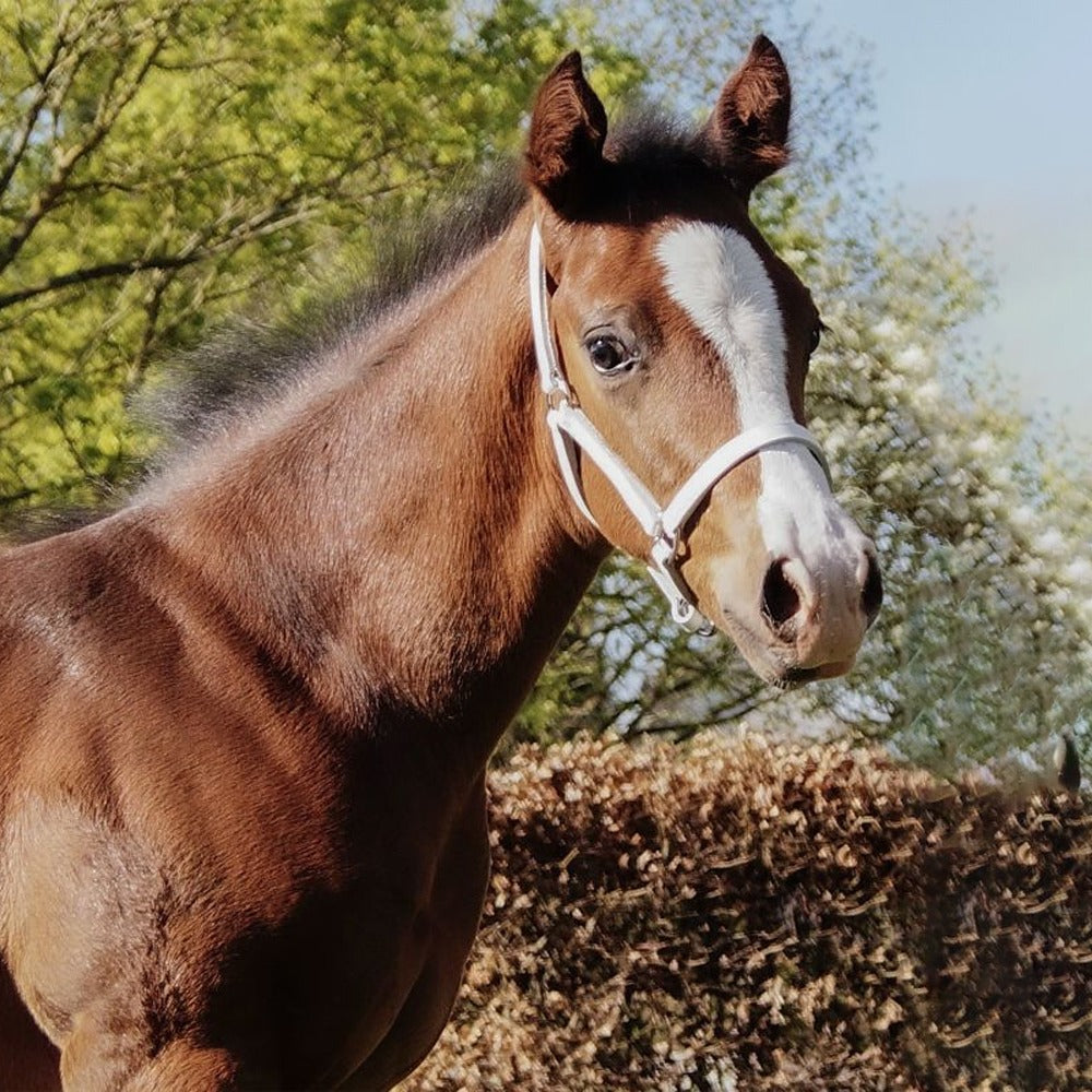 STAR Foal Leather Halter With Snap Hook For Showing Use