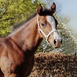 STAR Foal Leather Halter With Snap Hook For Showing Use