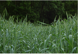 Green Rye Protector 30kg – Fast-Growing & Early Forage Production