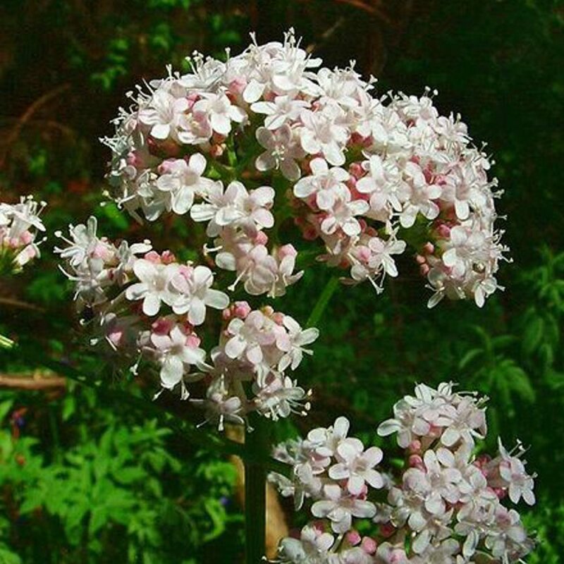 Natusat Valeriana 500g