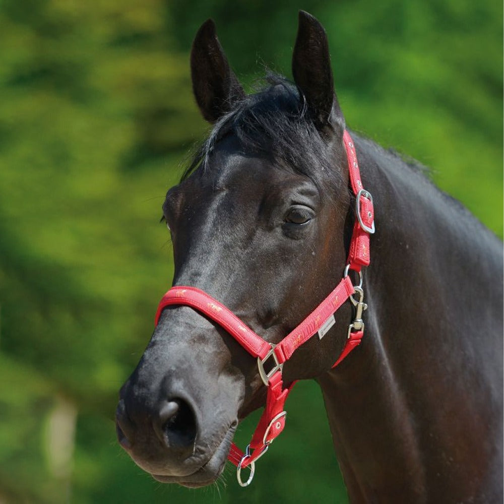 Cavezza Cavallo Pferdchen Con Imbottitura Morbida Regolabile