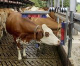 Spazzola di ricambio in plastica rossa-blu euro farm per bovini