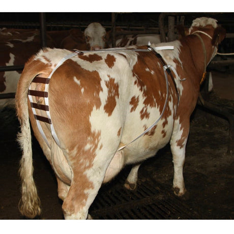 Bendaggio Antiprolasso per Mucche Supporto e Protezione