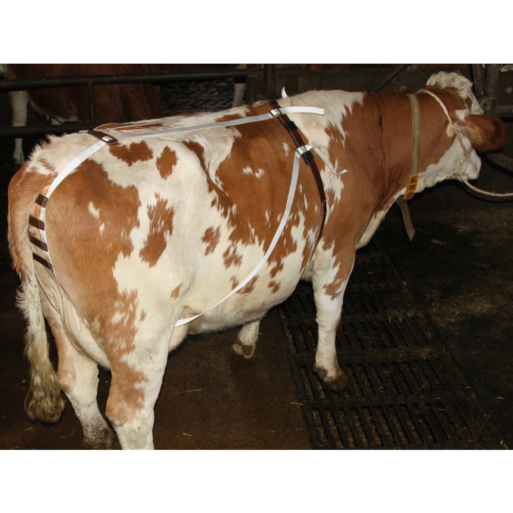 Bendaggio Antiprolasso per Mucche Supporto e Protezione