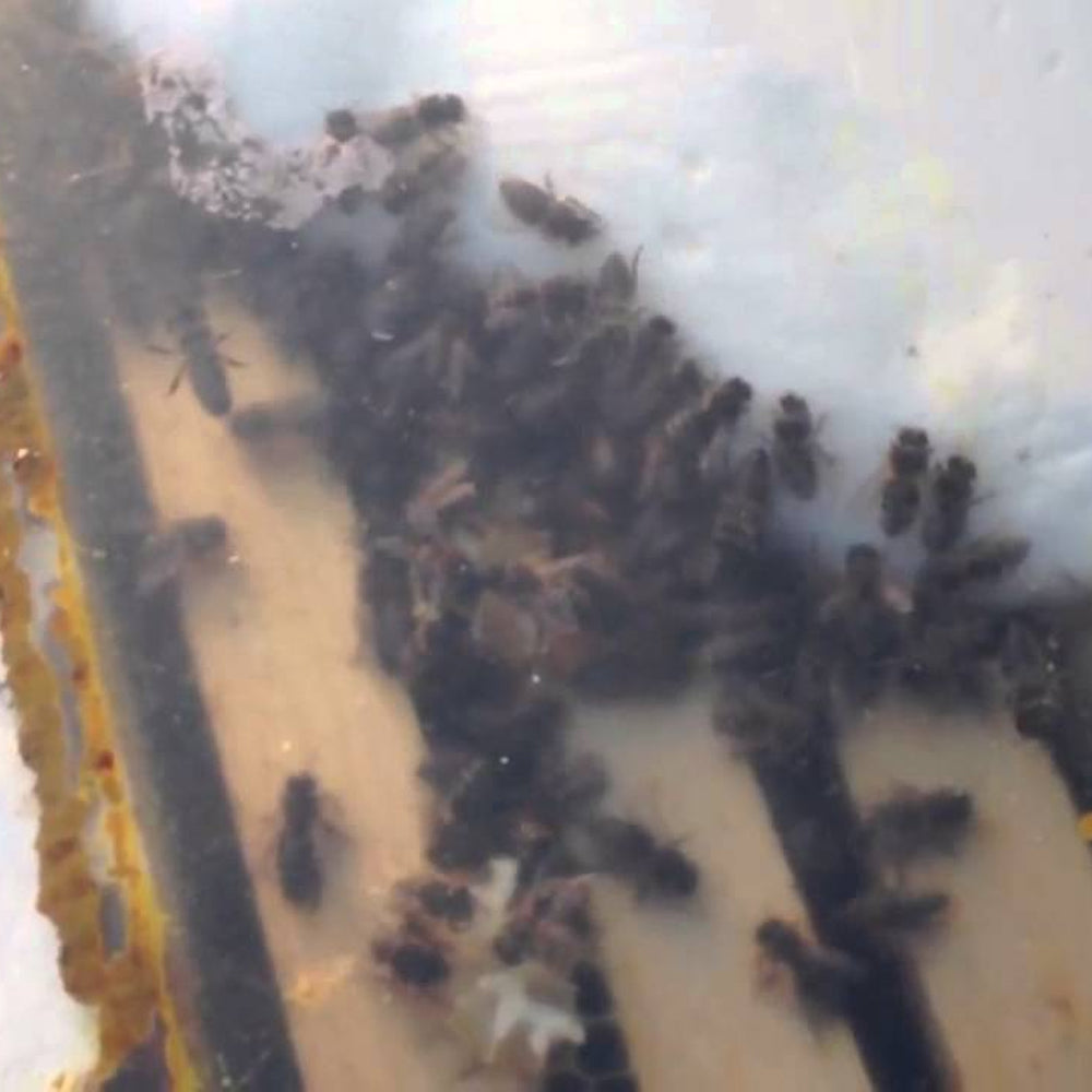 Bienenfutter Apifonda 12kg (12x1kg)
