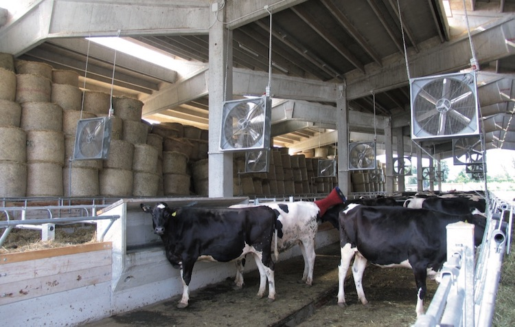 ventilatori per allevamento