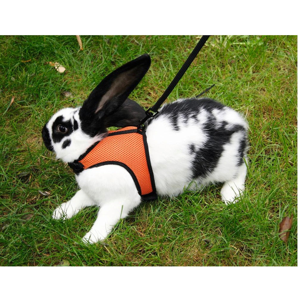 pettorina con guinzaglio per roditori